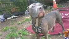 American Pit Bull